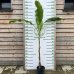 Banánovník japonský (Musa Basjoo) - výška 200-250 cm , C7L (-20°C)